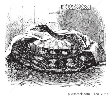 Python female incubates her eggs, vintage engraving. Python female incubates her eggs, vintage engraving. 12812953