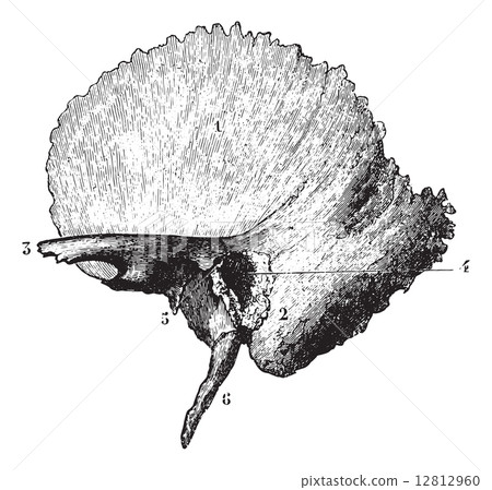 Left temporal bone, vintage engraving. Left temporal bone, vintage engraving. 12812960