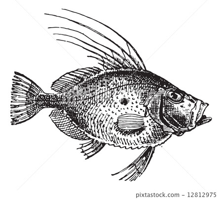 Saint Peter Fish or Zeus faber, vintage engraving. 12812975