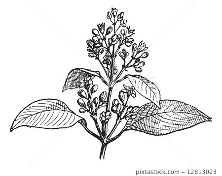 Sandalwood leaves and buds, vintage engraving. 12813023