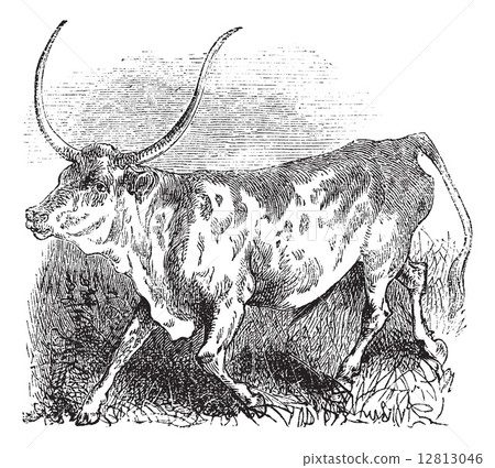 Brazilian, cow, vintage engraving. 12813046