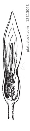 Fig.15. Arum, vintage engraving. 12813048
