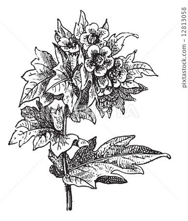 Henbane (Hyoscyamus niger) or stinking nightshade, vintage engra 12813058