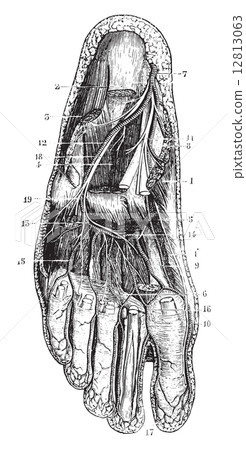 Deep plantar region, vintage engraving. Deep plantar region, vintage engraving. 12813063