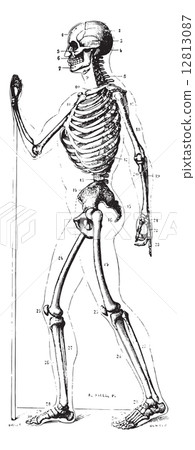 Skeleton, vintage engraving. 12813087
