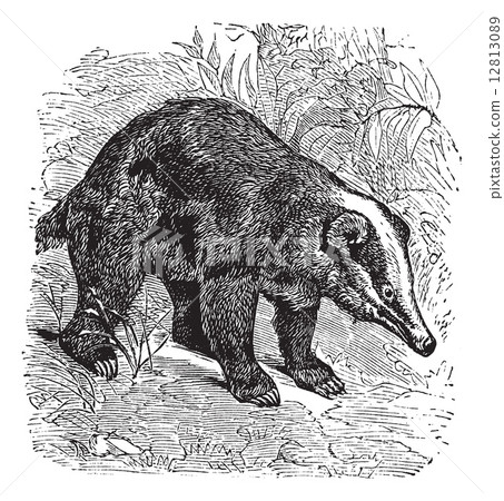 The Hog Badger or Arctonyx collaris. Vintage engraving. 12813089