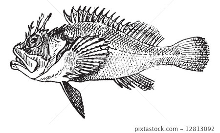 Rockfish or Stonefish, vintage engraving. Rockfish or Stonefish, vintage engraving. 12813092