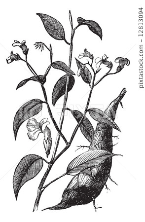 Arrowroot or Maranta arundinacea vintage engraving Arrowroot or Maranta arundinacea vintage engraving 12813094