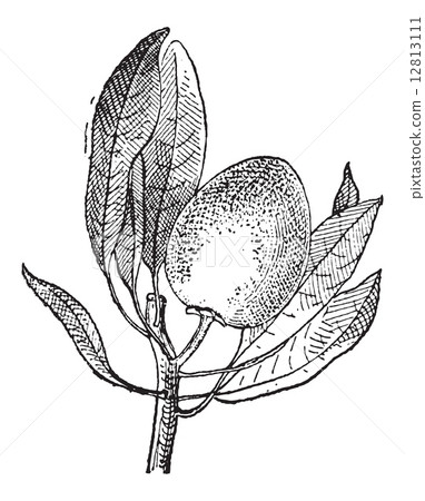 Sapote vintage engraving Sapote vintage engraving 12813111