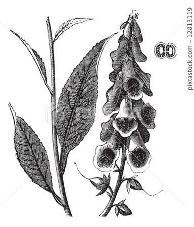 Purple Foxglove or Common Foxglove or Lady's Glove or Digitalis 12813119