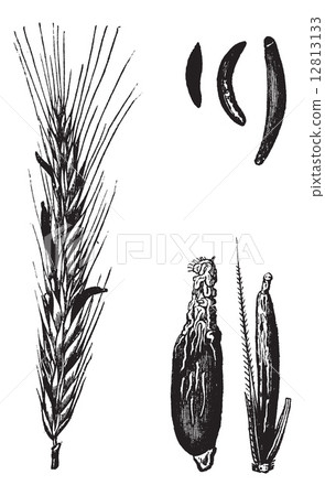 Rye or Secale cereale, vintage engraved illustration 12813133