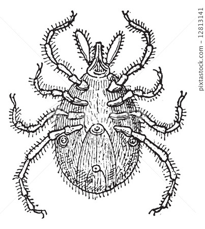 Tick parasite, vintage engraving. Tick parasite, vintage engraving. 12813141