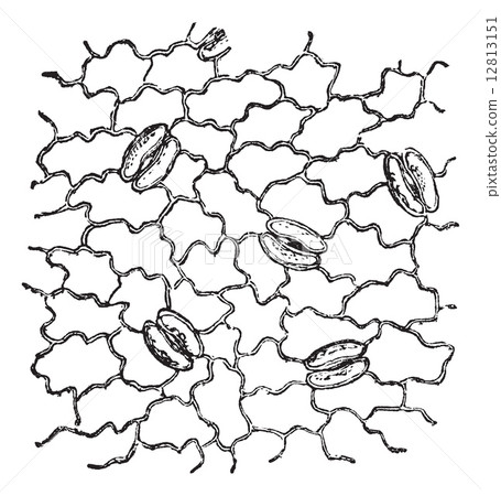Stomata, vintage engraved illustration Stomata, vintage engraved illustration 12813151