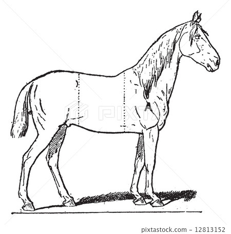 Parts of a Riding Horse, vintage engraving 12813152