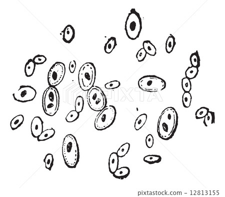 Brewer's Yeast or Saccharomyces cerevisiae, vintage engraving Brewer's Yeast or Saccharomyces cerevisiae, vintage engraving 12813155