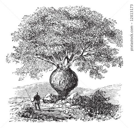 Bottle Tree or Queensland Bottle Tree or Brachychiton rupestris, 12813173