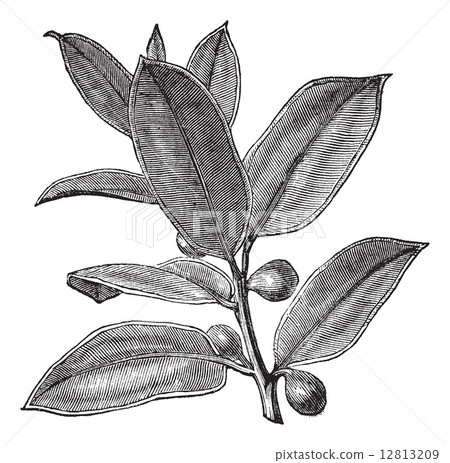 Rubber Plant or Rubber Fig or Rubber Bush or Indian Rubber Bush 12813209
