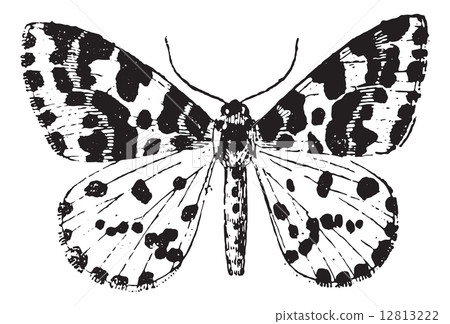 Moth, vintage engraving. - Stock Illustration [12813222] - PIXTA