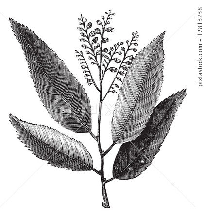 Sourwood or Sorrel Tree or Oxydendrum arboreum, vintage engravin 12813238