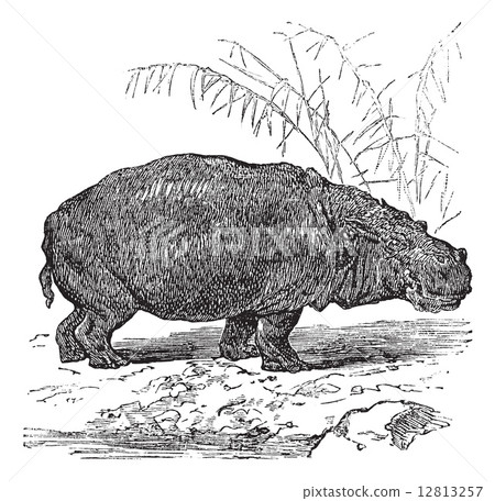 Hippopotamus or Hippopotamus amphibius vintage engraving Hippopotamus or Hippopotamus amphibius vintage engraving 12813257