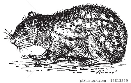 Paca or Cuniculus, vintage engraving. Paca or Cuniculus, vintage engraving. 12813259