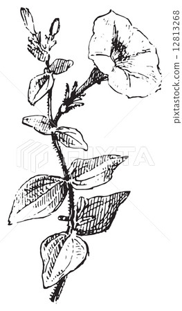 vintage engraving. 12813268