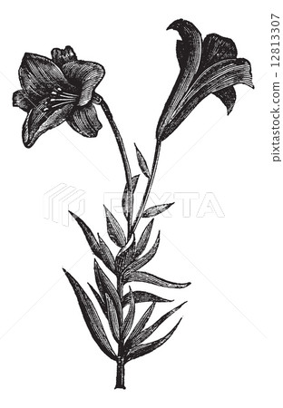 Beautiful long flowered lily, vintage engraving 12813307