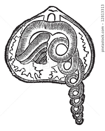 Brachiopod, marine, animal, vintage engraving. 12813313