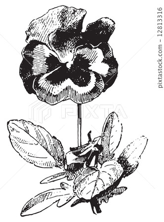 Pansy, vintage engraving. 12813316