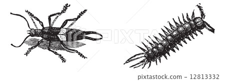 European Earwig or Forficula auricularia, and Brown Centipede or 12813332