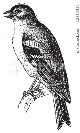 Finch, vintage engraving. 12813333