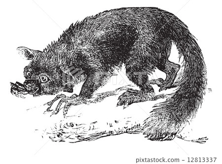 The Aye-aye, lemur or Daubentonia madagascariensis. Vintage engr The Aye-aye, lemur or Daubentonia madagascariensis. Vintage engr 12813337