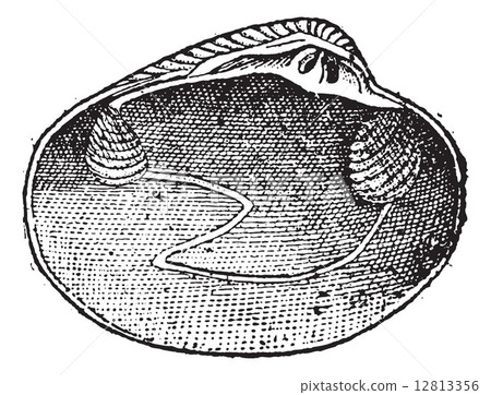 Veneridae or venerids, vintage engraving. 12813356