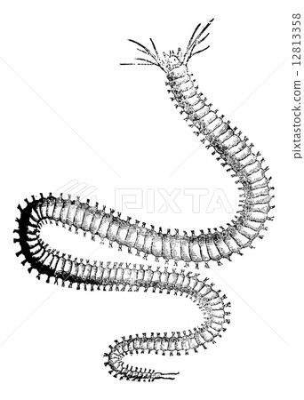 Nereididae or Ragworm, vintage engraving. Nereididae or Ragworm, vintage engraving. 12813358