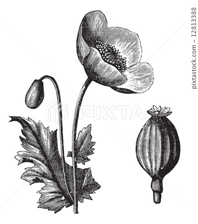 Opium Poppy or Papaver somniferum, vintage engraving Opium Poppy or Papaver somniferum, vintage engraving 12813388