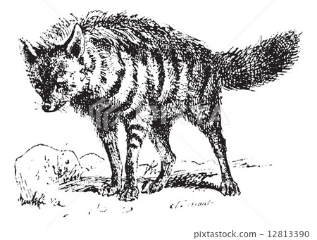 Aardwolf or Proteles cristata, vintage engraving. Aardwolf or Proteles cristata, vintage engraving. 12813390