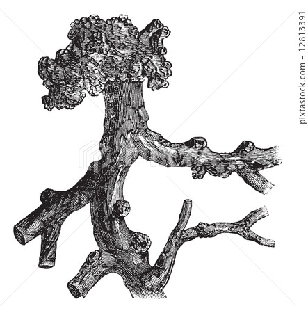 Senega Root or Milkwort or Snakeroot or Polygala senega, vintage Senega Root or Milkwort or Snakeroot or Polygala senega, vintage 12813391