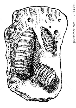 Larvae of Botfly or Oestridae, vintage engraving 12813396