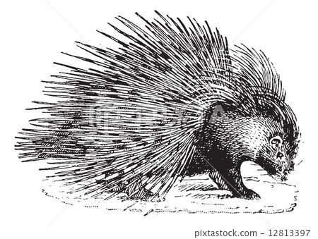 Porcupine, vintage engraving. Porcupine, vintage engraving. 12813397