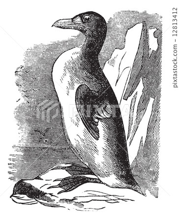 Great Auk (Alca impennis), vintage engraving. 12813412