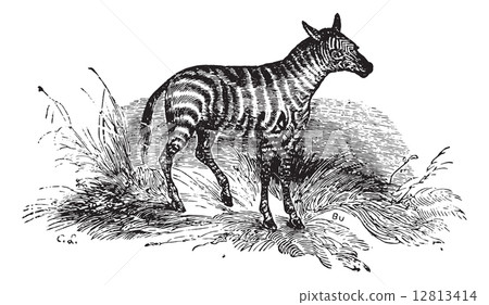 Young Zebra, vintage engraving. Young Zebra, vintage engraving. 12813414