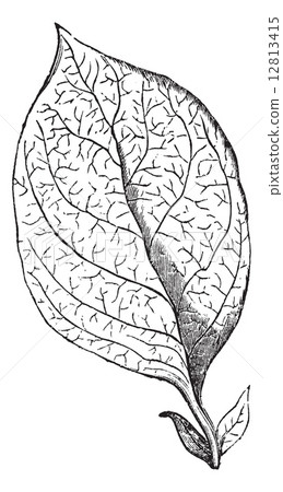 Reticulate-veined Leaf, vintage engraving Reticulate-veined Leaf, vintage engraving 12813415