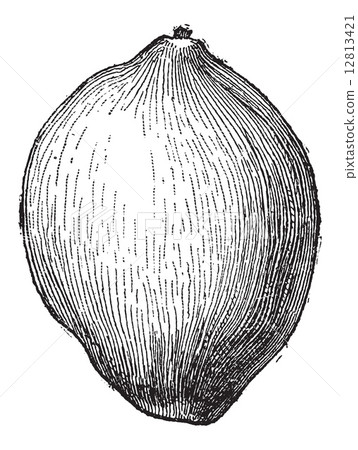 Coconut or Cocos nucifera, vintage engraving 12813421