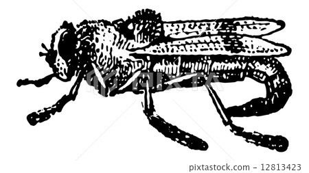 Botfly or Oestridae, vintage engraving 12813423