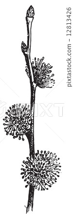 Elm, vintage engraving. Elm, vintage engraving. 12813426