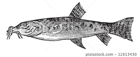 Stone loach or Barbatula barbatula vintage... - Stock Illustration ...