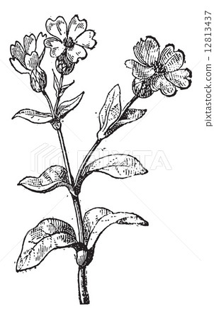 Lychnis or campion, vintage engraving. 12813437