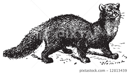 Sable, vintage engraving. 12813439