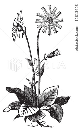 Arnica montana flower, aslo known as wolf's bane, leopard's bane 12813498
