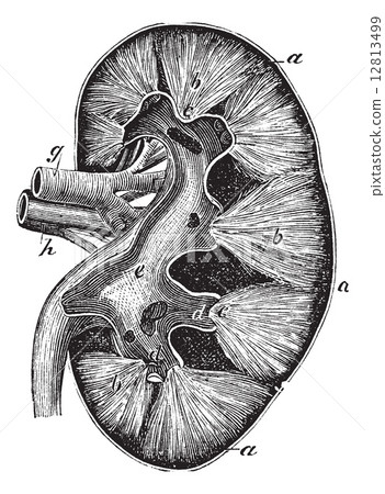 Human kidney vintage engraving 12813499